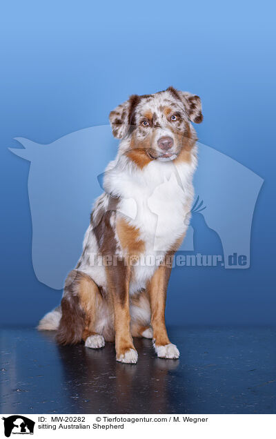 sitzender Australian Shepherd / sitting Australian Shepherd / MW-20282