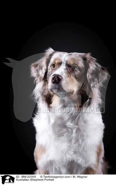 Australian Shepherd Portrait / Australian Shepherd Portrait / MW-20304