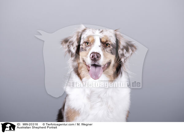 Australian Shepherd Portrait / Australian Shepherd Portrait / MW-20316