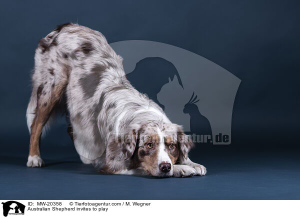 Australian Shepherd fordert zum Spiel auf / Australian Shepherd invites to play / MW-20358