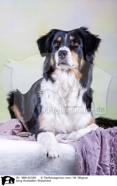 liegender Australian Shepherd / lying Australian Shepherd / MW-20390