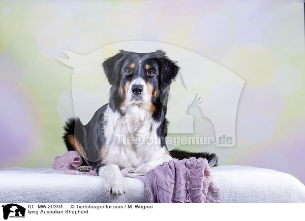 liegender Australian Shepherd / lying Australian Shepherd / MW-20394