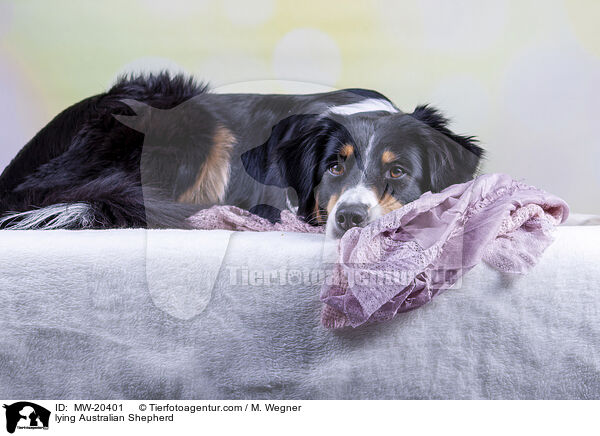 liegender Australian Shepherd / lying Australian Shepherd / MW-20401