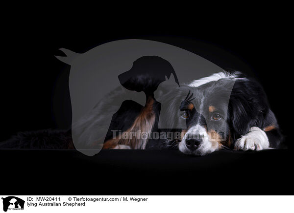 liegender Australian Shepherd / lying Australian Shepherd / MW-20411