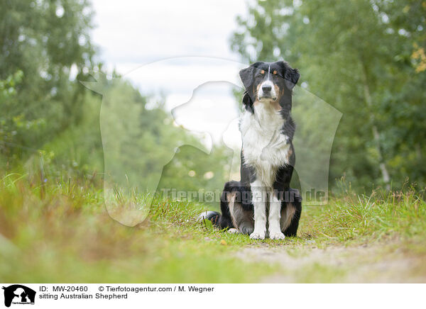 sitzender Australian Shepherd / sitting Australian Shepherd / MW-20460