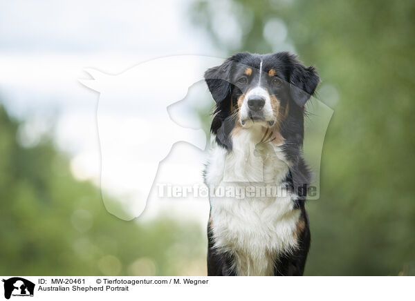 Australian Shepherd Portrait / Australian Shepherd Portrait / MW-20461