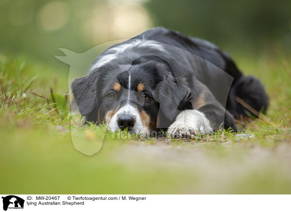 liegender Australian Shepherd / lying Australian Shepherd / MW-20467