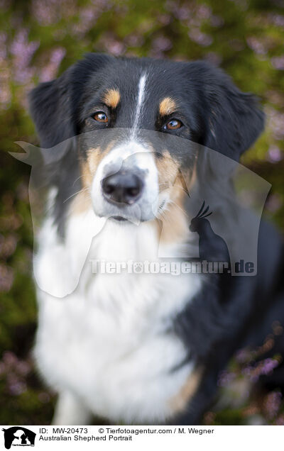 Australian Shepherd Portrait / Australian Shepherd Portrait / MW-20473