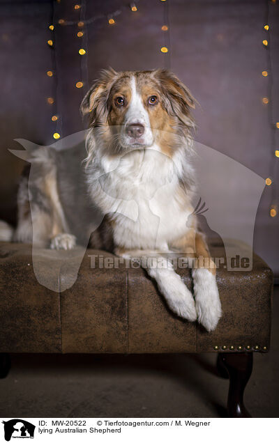 liegender Australian Shepherd / lying Australian Shepherd / MW-20522