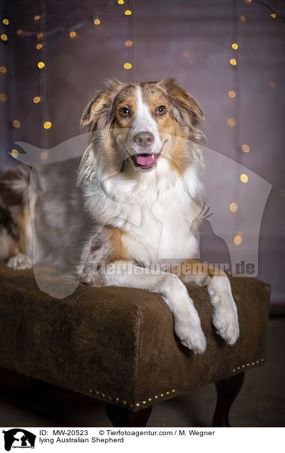 liegender Australian Shepherd / lying Australian Shepherd / MW-20523