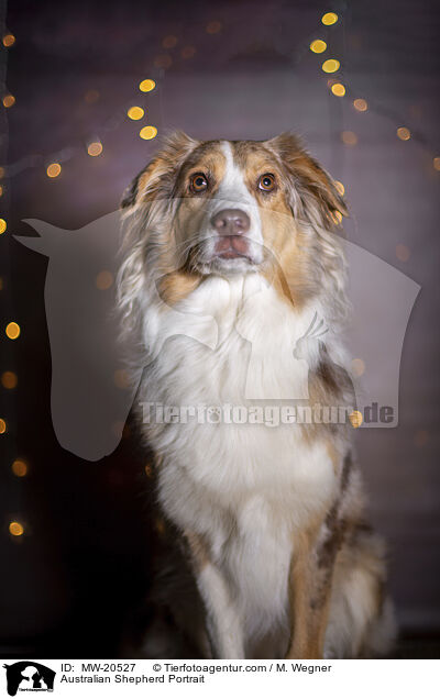 Australian Shepherd Portrait / Australian Shepherd Portrait / MW-20527