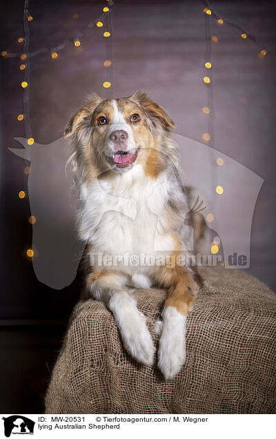 liegender Australian Shepherd / lying Australian Shepherd / MW-20531