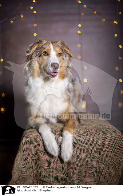 liegender Australian Shepherd / lying Australian Shepherd / MW-20532