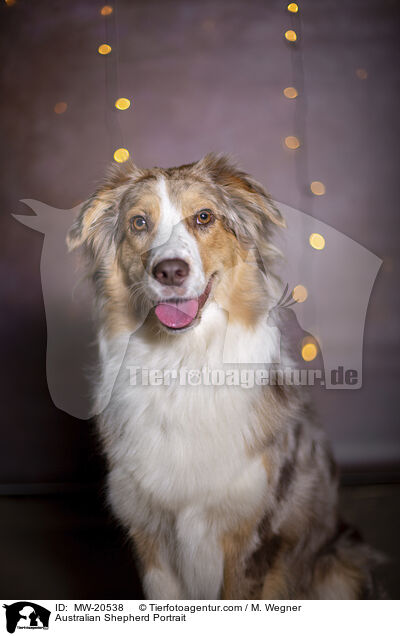 Australian Shepherd Portrait / Australian Shepherd Portrait / MW-20538