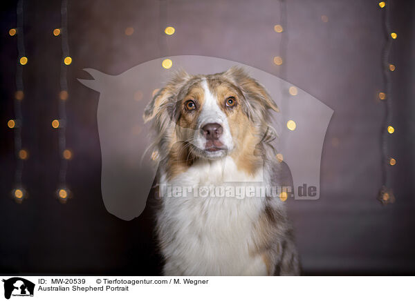 Australian Shepherd Portrait / Australian Shepherd Portrait / MW-20539