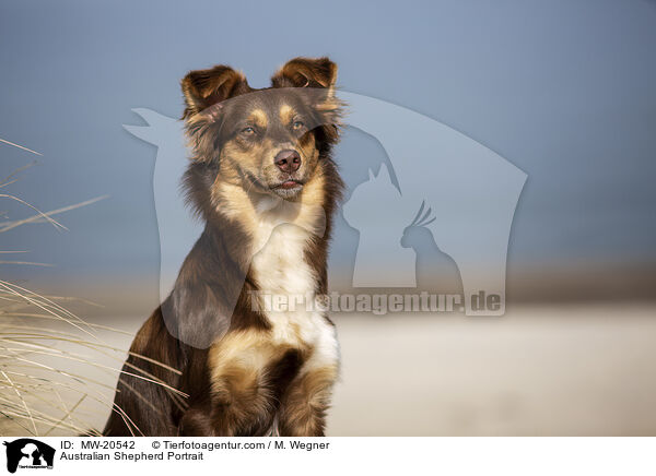 Australian Shepherd Portrait / Australian Shepherd Portrait / MW-20542