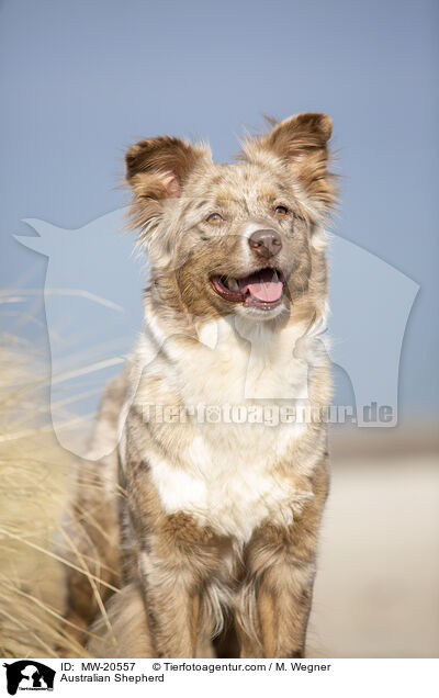 Australian Shepherd / Australian Shepherd / MW-20557