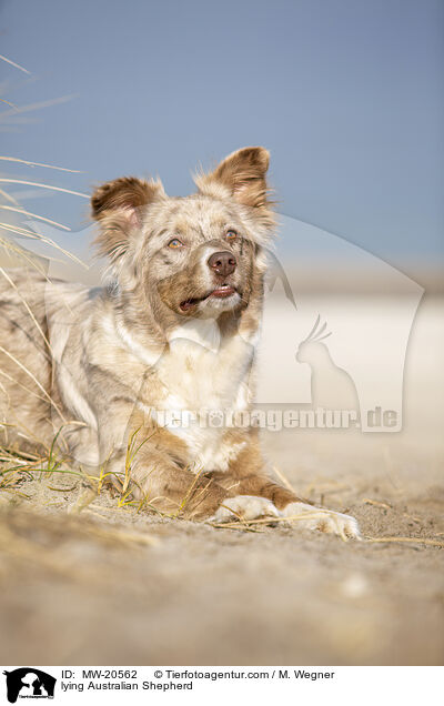 liegender Australian Shepherd / lying Australian Shepherd / MW-20562