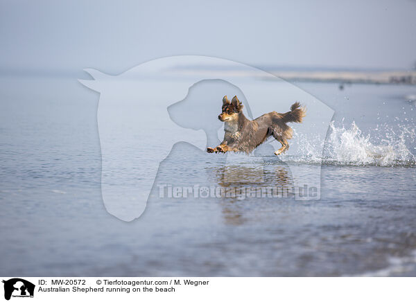 Australian Shepherd rennt am Strand / Australian Shepherd running on the beach / MW-20572