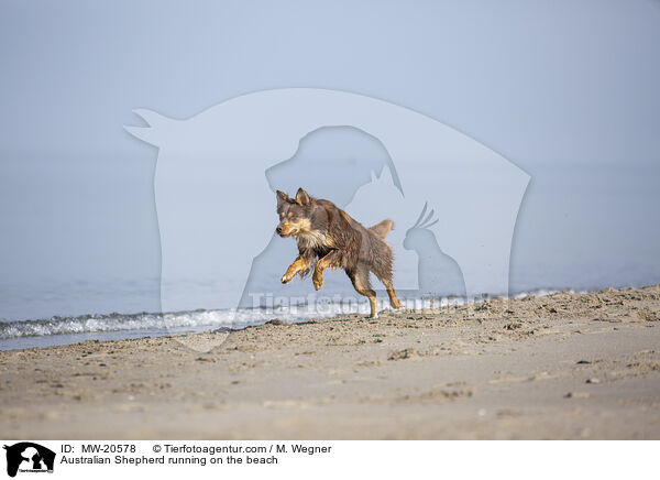 Australian Shepherd rennt am Strand / Australian Shepherd running on the beach / MW-20578