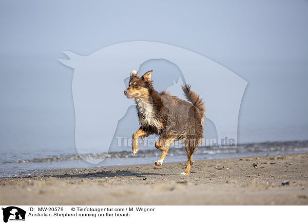 Australian Shepherd rennt am Strand / Australian Shepherd running on the beach / MW-20579