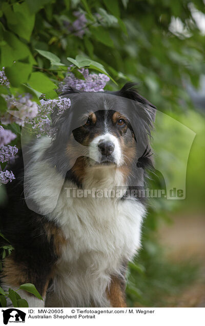 Australian Shepherd Portrait / Australian Shepherd Portrait / MW-20605