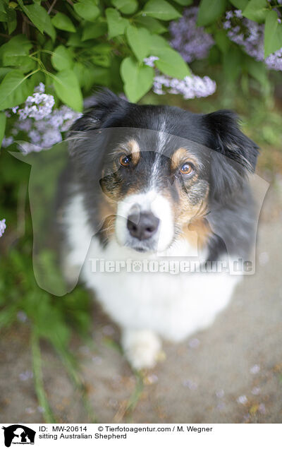 sitzender Australian Shepherd / sitting Australian Shepherd / MW-20614