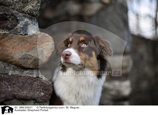 Australian Shepherd Portrait / Australian Shepherd Portait / MW-20621