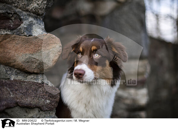 Australian Shepherd Portrait / Australian Shepherd Portait / MW-20622