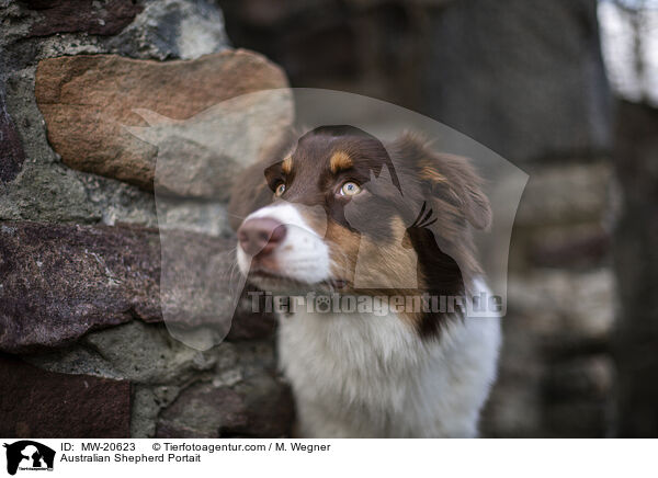 Australian Shepherd Portrait / Australian Shepherd Portait / MW-20623