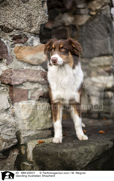 stehender Australian Shepherd / standing Australian Shepherd / MW-20631