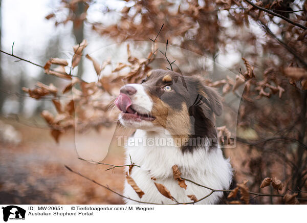 Australian Shepherd Portrait / Australian Shepherd Portait / MW-20651