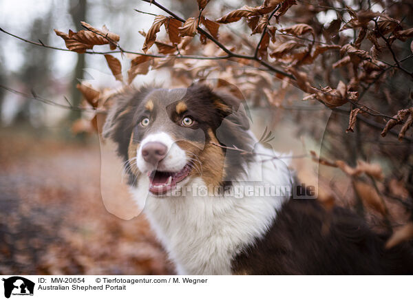 Australian Shepherd Portrait / Australian Shepherd Portait / MW-20654