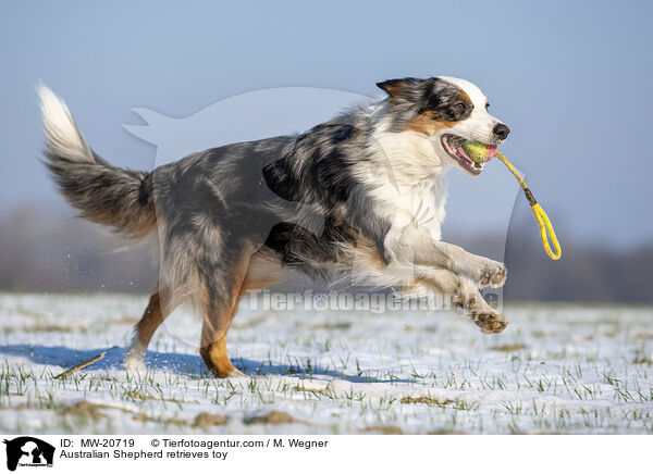 Australian Shepherd apportiert Spielzeug / Australian Shepherd retrieves toy / MW-20719