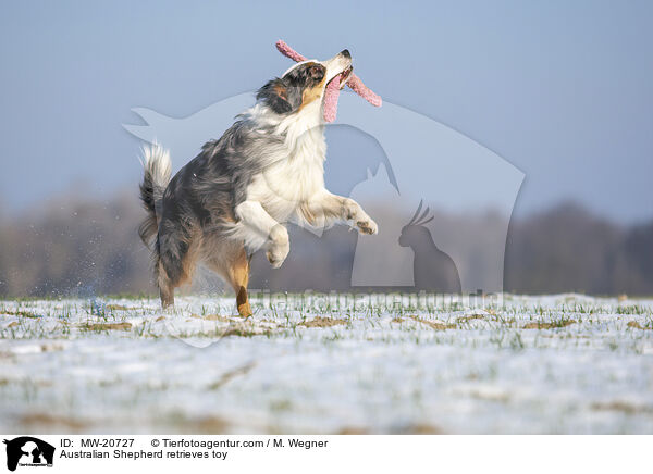 Australian Shepherd apportiert Spielzeug / Australian Shepherd retrieves toy / MW-20727