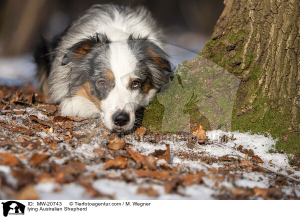 liegender Australian Shepherd / lying Australian Shepherd / MW-20743