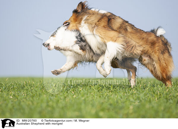 Australian Shepherd mit Mischling / Australian Shepherd with mongrel / MW-20760