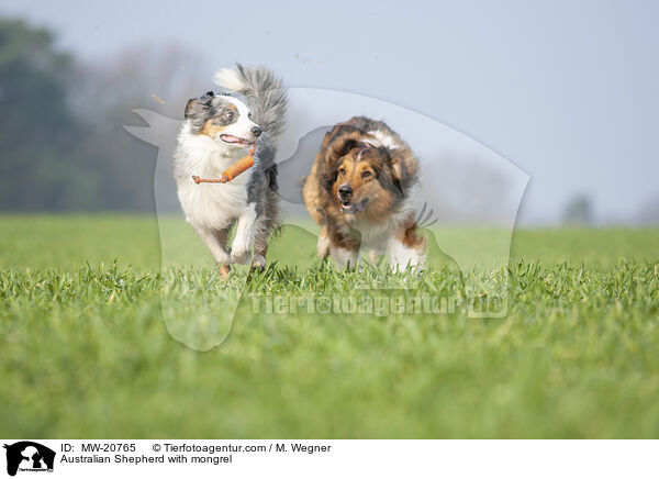 Australian Shepherd with mongrel / MW-20765