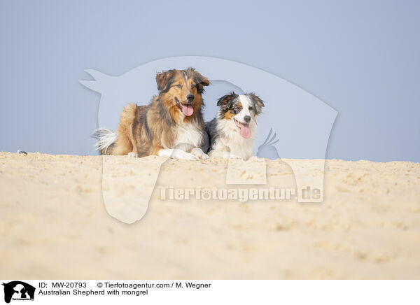 Australian Shepherd mit Mischling / Australian Shepherd with mongrel / MW-20793