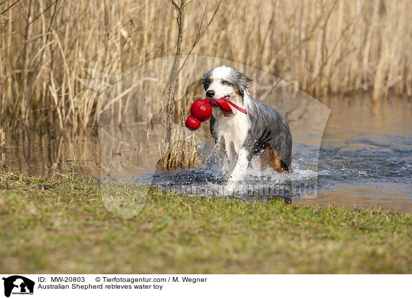 Australian Shepherd apportiert Wasserspielzeug / Australian Shepherd retrieves water toy / MW-20803