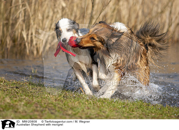 Australian Shepherd with mongrel / MW-20808