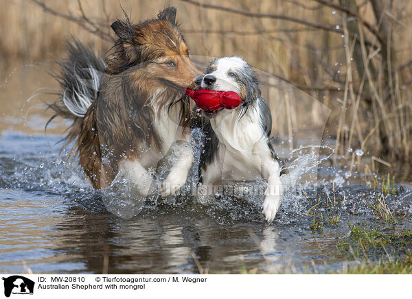 Australian Shepherd mit Mischling / Australian Shepherd with mongrel / MW-20810