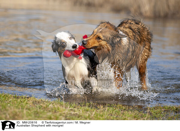 Australian Shepherd mit Mischling / Australian Shepherd with mongrel / MW-20816