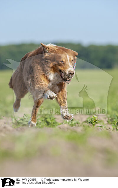 rennender Australian Shepherd / running Australian Shepherd / MW-20857