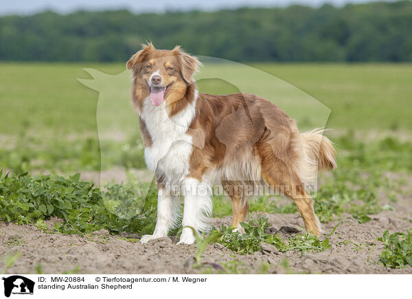 stehender Australian Shepherd / standing Australian Shepherd / MW-20884