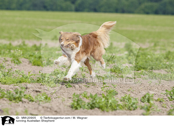 rennender Australian Shepherd / running Australian Shepherd / MW-20905