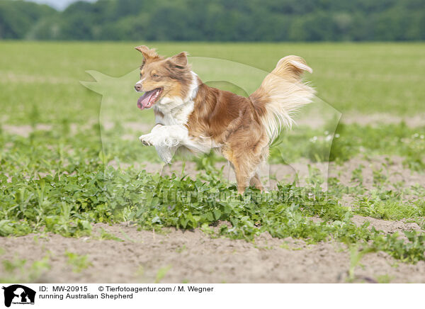 rennender Australian Shepherd / running Australian Shepherd / MW-20915