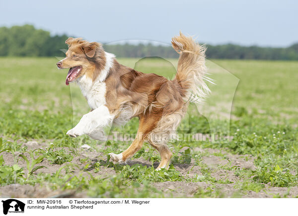 rennender Australian Shepherd / running Australian Shepherd / MW-20916