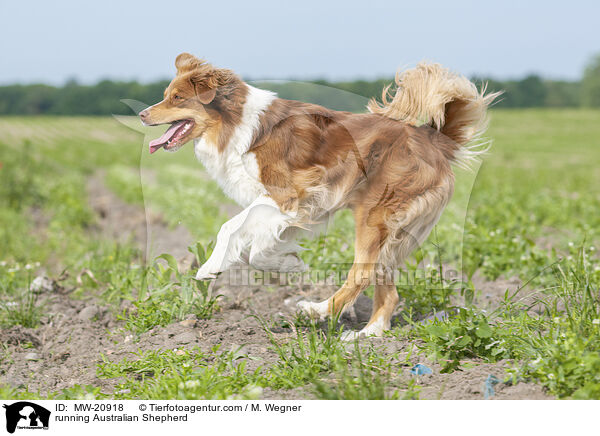 rennender Australian Shepherd / running Australian Shepherd / MW-20918