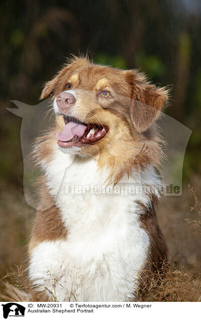 Australian Shepherd Portrait / Australian Shepherd Portrait / MW-20931